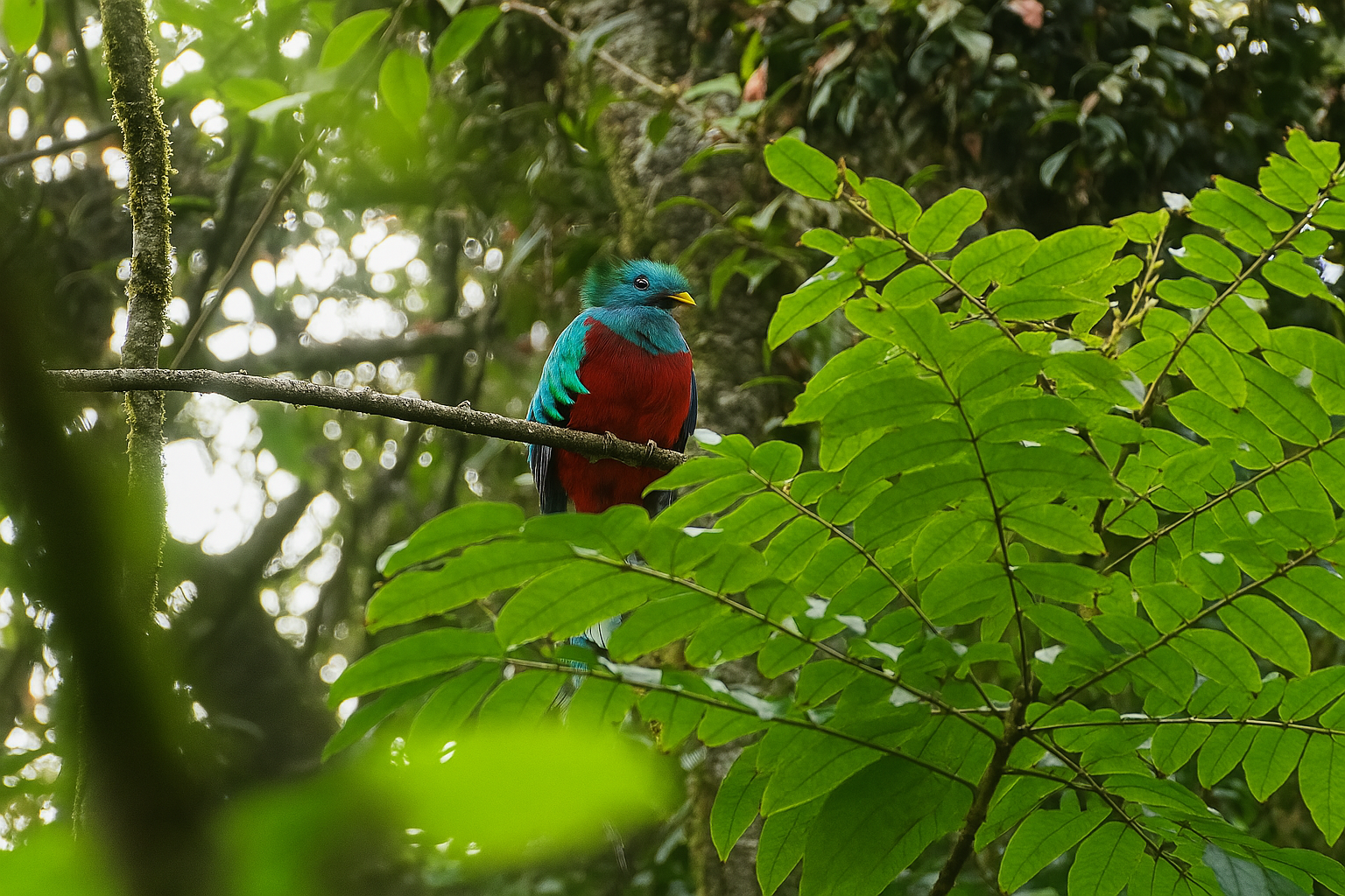 Quetzal – closeup, nature